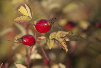 Rosehip  in nature  autumn