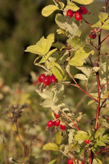 Rosehip  in nature  autumn