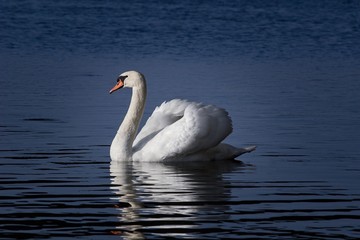 swan on the lake