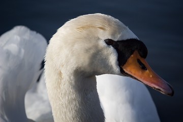 head of swan