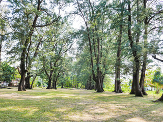Fototapeta na wymiar Pine trees are common in Thailand.