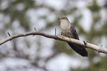 Cuckoo
