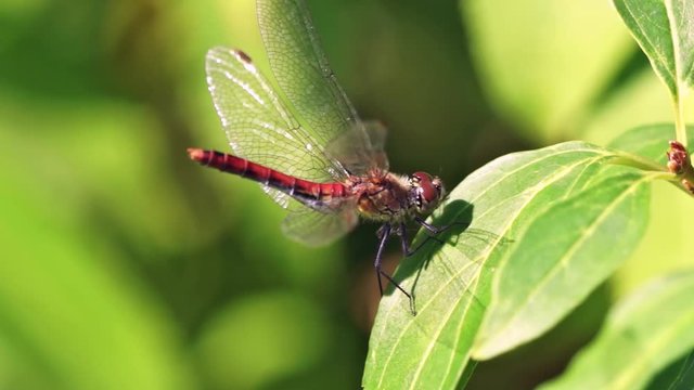 Libelle auf Blatt   Dragonfly on leaf