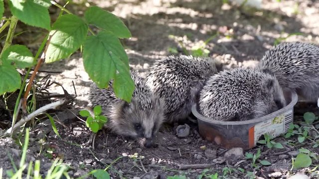 junge igel bei der f&uuml;tterung  