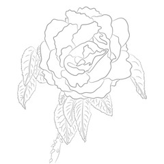 Vector Drawing of Rose for Coloring Book