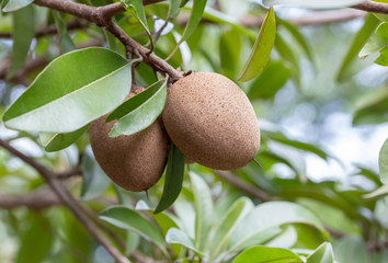 Sapodilla fruit on the tree in the garden