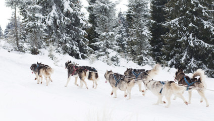 Trail sled husky race
