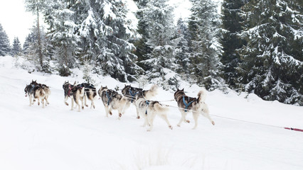 Trail sled husky race
