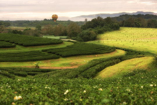 Tea plantation with hot air balloon and couldy sky in morning.