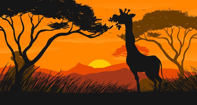 Silhouette scene with giraffe eating leaves