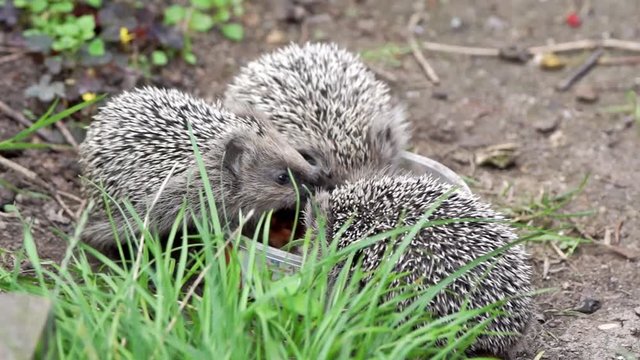 junge igel bei der f&uuml;tterung  