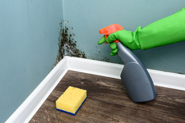 Spray bottle and sponge near black mould wall. House cleaning concept