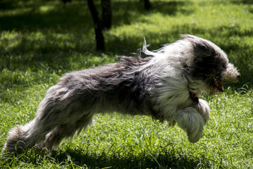 Viejo Pastor ingles corriendo