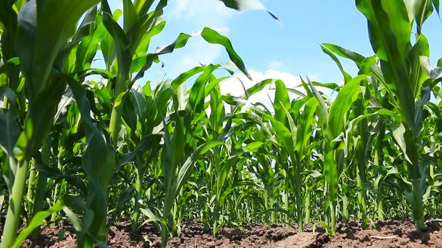 Corn growth on agricultural field, shooting from a low angle