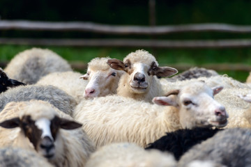 Herd of sheeps on mountains farm closeup.