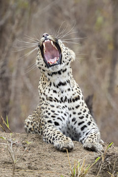 Lone leopard lay down to rest on anthill in nature during daytime