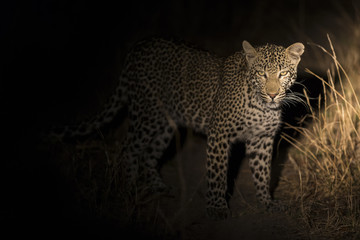 Lone leopard walking in darkness and hunt for food in nature