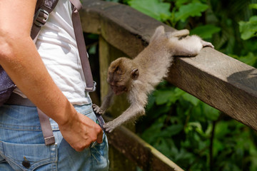 Small curious monkey looking what woman has in pocket. Walking in Ubud monkey forest