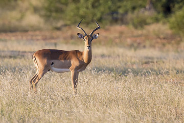 Naklejka na ściany i meble One large impala ram feed on a grassy plain