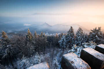 Wintermorgen im Pfälzerwald