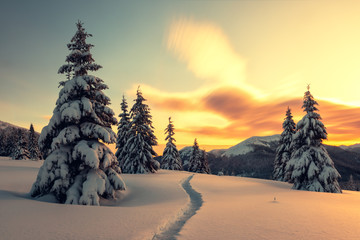 Fantastic orange winter landscape in snowy mountains glowing by sunlight. Dramatic wintry scene with snowy trees. Christmas holiday concept. Carpathians mountain