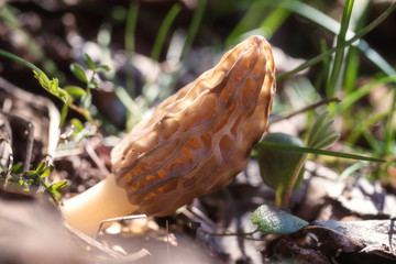 Morchella mushroom in nature, first spring fungus (morchella esculenta)