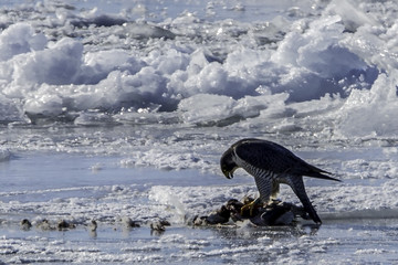 Peregrine falcon