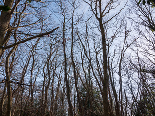 inside forest sunny beam trees green path woodland nature bare branches