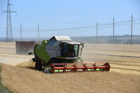 Special technique, combine harvester, cuts unripened wheat in the field