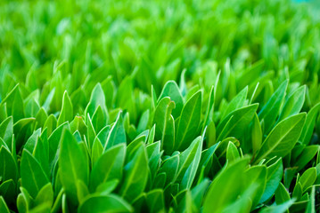 Fototapeta na wymiar Closeup of green buxus and grass. Closeup of fresh buxus. Close up buxus green bush leaves.
