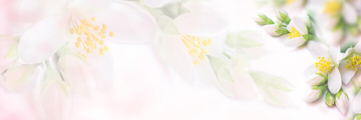White and beige jasmine flower blooming panorama. Faded colors. Shallow depth soft focus. Toned...