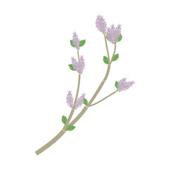 Gray branch with green leaves and purple flowers of lilacs.