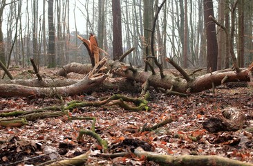 Weg durch die Wildnis