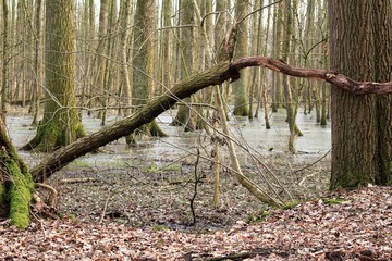 Weg durch die Wildnis