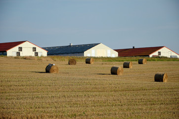 A field with straw bales © Artur Henryk