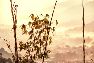 Zelfklevend Fotobehang Bamboo in Foggy Landscape, Pokhara, Nepal © Ingo Bartussek
