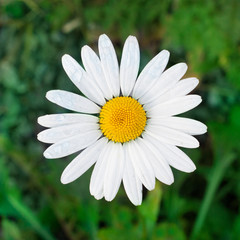 Daisy flower top view on nature background