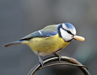 Fototapeta premium Blaumeise (cyanistes caeruleus) mit einer Nuss im Schnabel