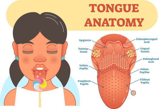 Tongue anatomy medical vector illustration diagram.