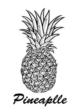 Vector hand drawn pineapple. Exotic tropical fruit vector drawings isolated on white background. Botanical illustration of fruits.