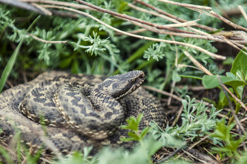 Vipera ursinii or meadow viper