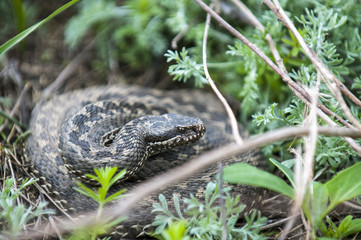 Vipera ursinii or meadow viper