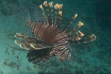 Indo-Pacific Lionfish (Pterois volitans) swimming over corals of Raja Ampat