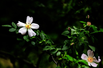 rama de un arbusto con rosal silvestre, rosa canina, con un fondo verde oscuro de ramas y hojas  fotografiadas al anochecer en el bosque