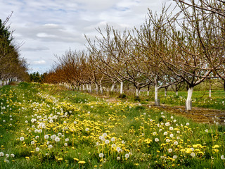 Obraz premium Spring In The Orchard
