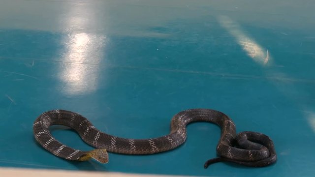 PATTAYA, THAILAND - JANUARY 17, 2018: Snake tamer tames the royal cobras, the common cobra and the pythons in the arena of snake farm