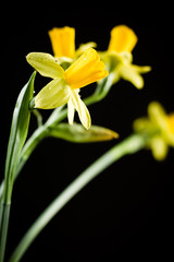 Daffodil or narcissus flowers on a black background.