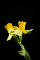 Daffodil or narcissus flowers on a black background.