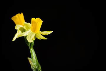 Daffodil or narcissus flowers on a black background.