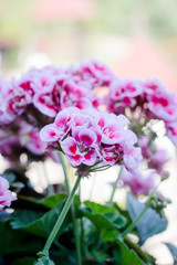 Flowers of pink geranium on street.